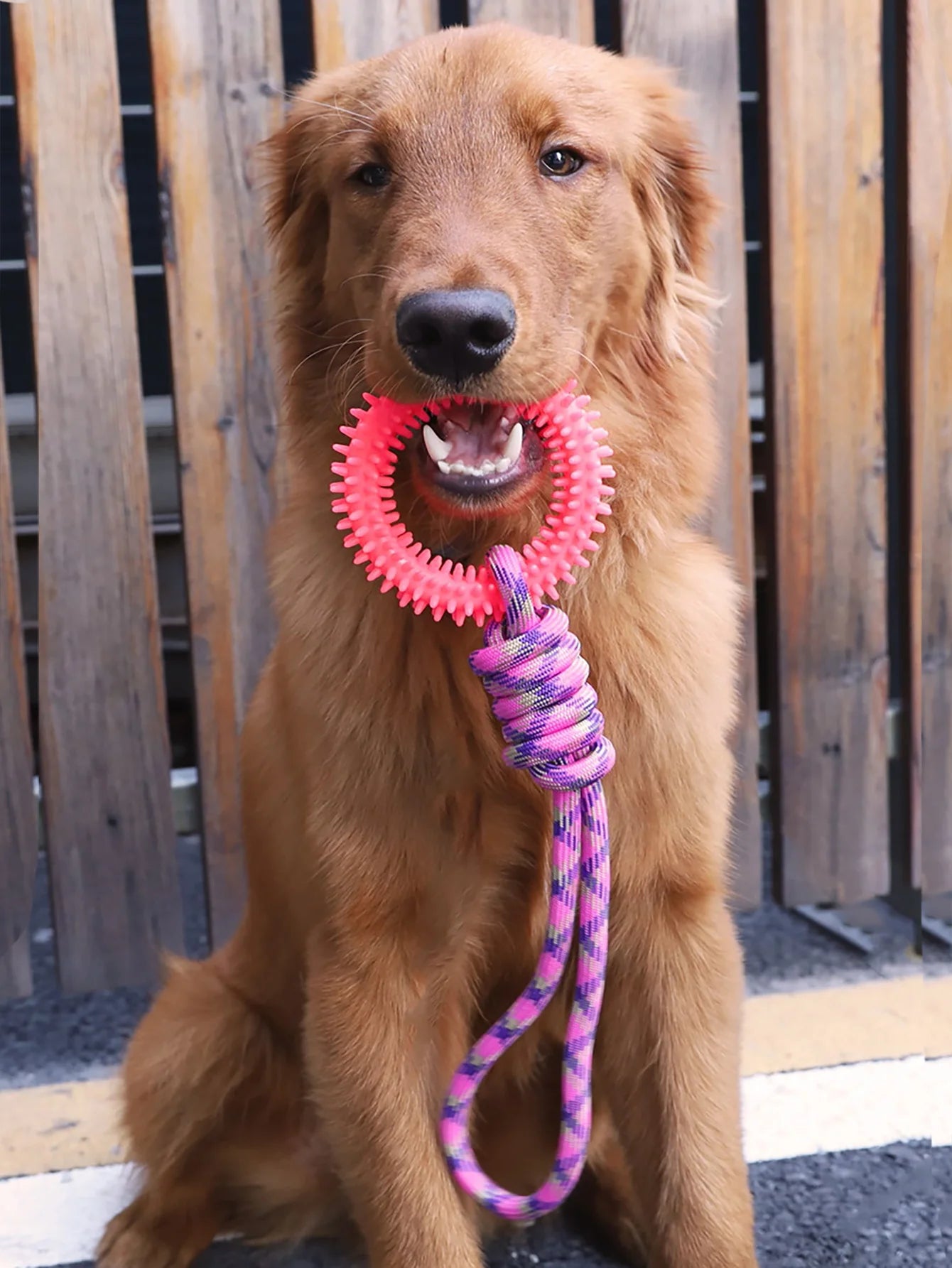 Spiked Ring Rope Tug Toy